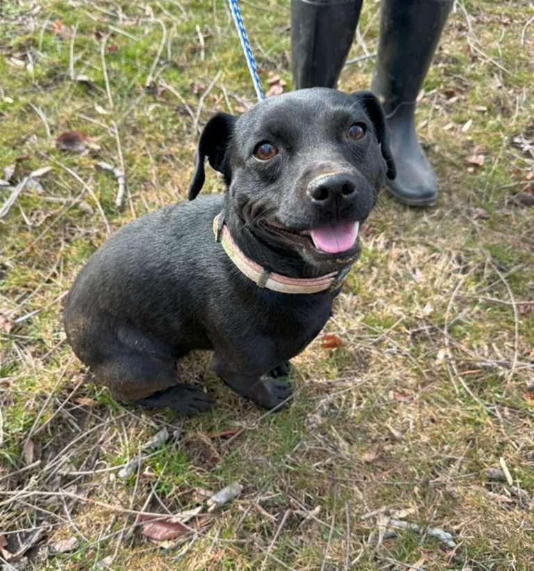 A small black dog with a white collar smiles and sits on the grass while on a blue leash. Nearby, a person in black rain boots is partially visible. The scene is outdoors with dry grass and scattered twigs.